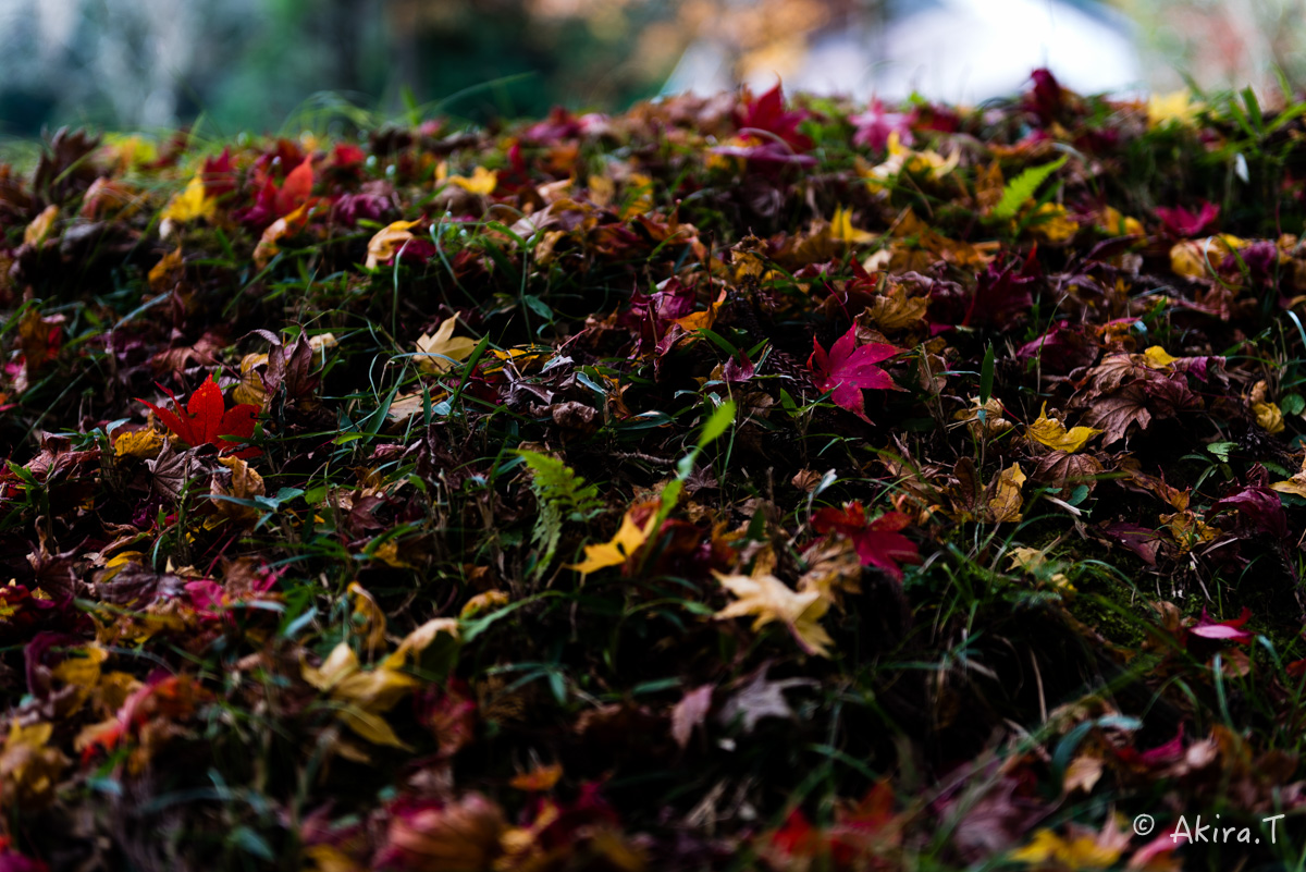 京都・園部の紅葉 2015 〜龍穏寺〜 2_f0152550_19203096.jpg