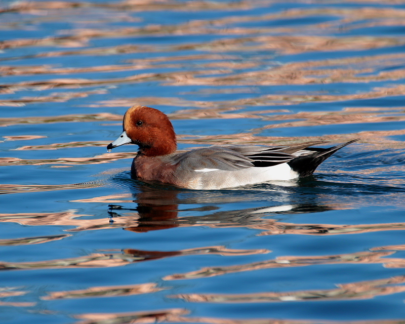 三ツ寺公園の水鳥たち～在庫から～_c0305565_17503141.jpg