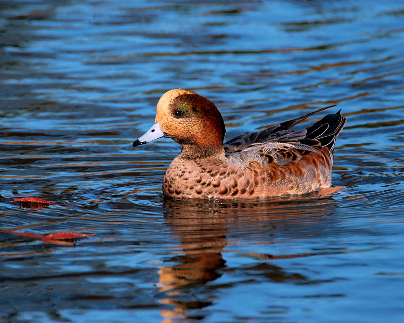 三ツ寺公園の水鳥たち～在庫から～_c0305565_17505071.jpg