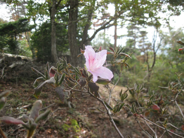 2015.11.21　西龍王山～東龍王山_c0219866_19173011.jpg