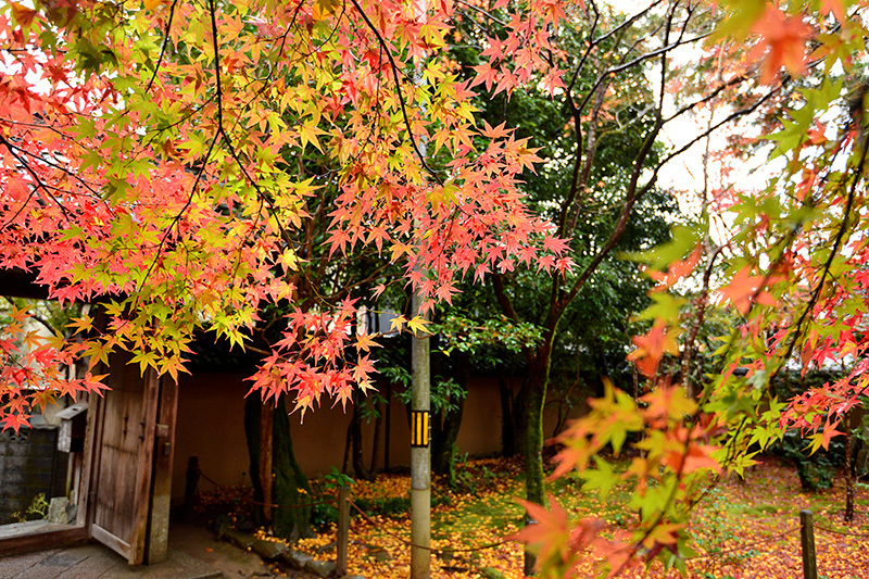 洛北蓮華寺　紅葉_c0317868_18441114.jpg