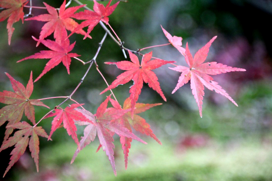 宝福寺_f0232876_22112499.jpg