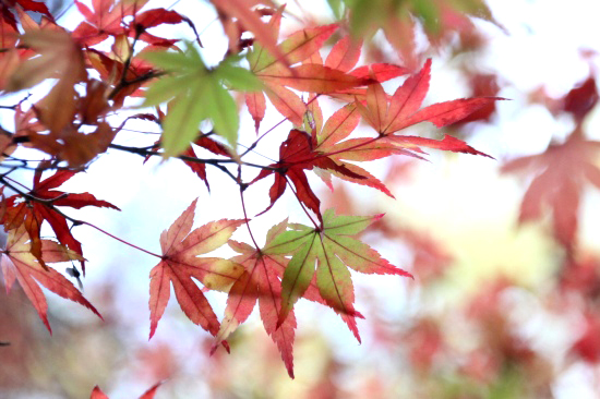 宝福寺_f0232876_2211315.jpg