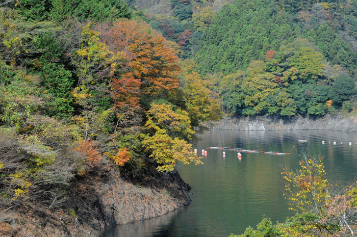 相模の紅葉　＜宮ｹ瀬湖＞_e0248688_1710697.gif