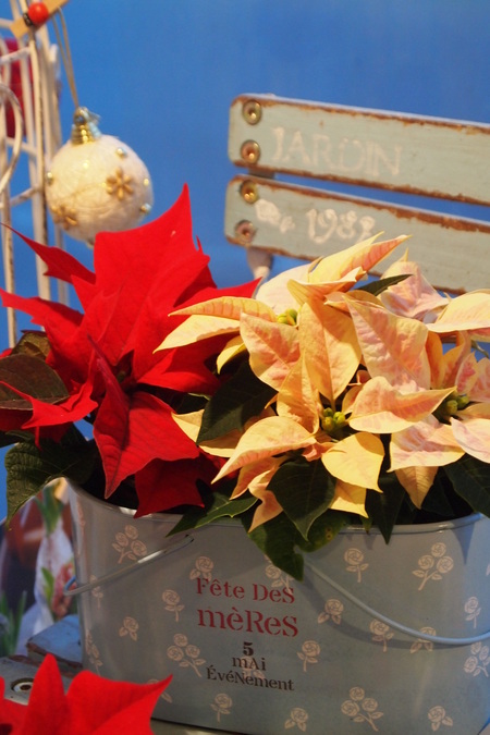 クリスマスのディスプレイ_a0292194_19195554.jpg