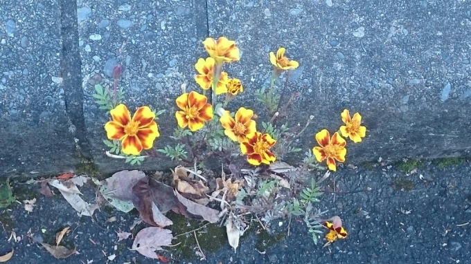 a0119795_10324903.jpg