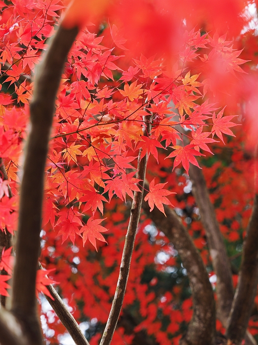 紅葉ツーリング　2015　第4弾その2　－両界山　横蔵寺―_e0075403_1612748.jpg