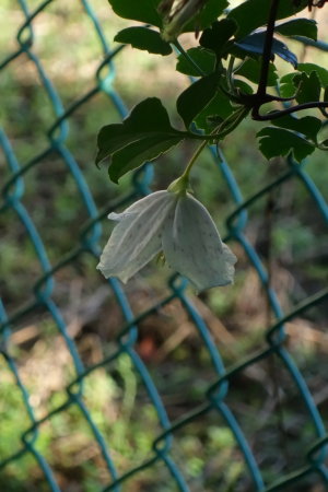 晩秋彩る花たち_b0254207_2350453.jpg