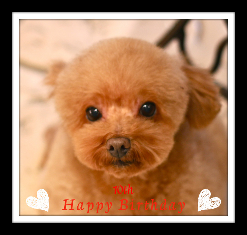 Happy Birthday♡ピュアちゃん_d0060413_11233915.jpg