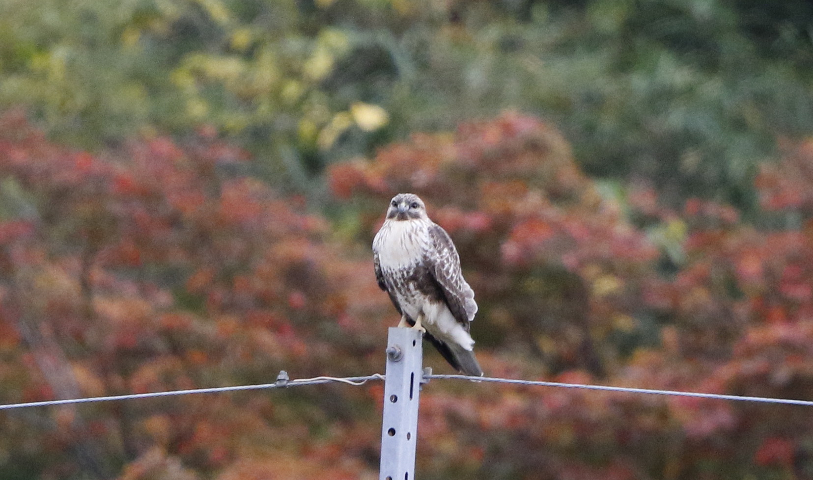 最近探鳥で逢えた猛禽達_f0239515_21465624.jpg