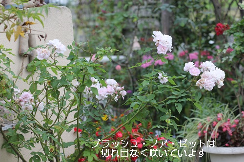 a0067720_20221897.jpg