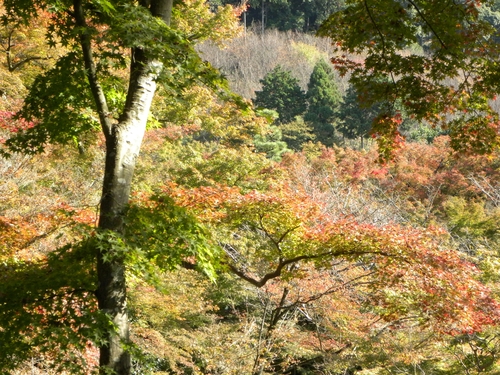 京都紅葉狩り_f0054429_2353397.jpg