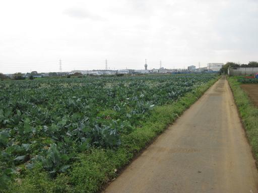 野菜を上から見てみよう_c0217931_16281955.jpg