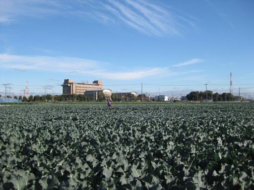 野菜を上から見てみよう_c0217931_16283273.jpg