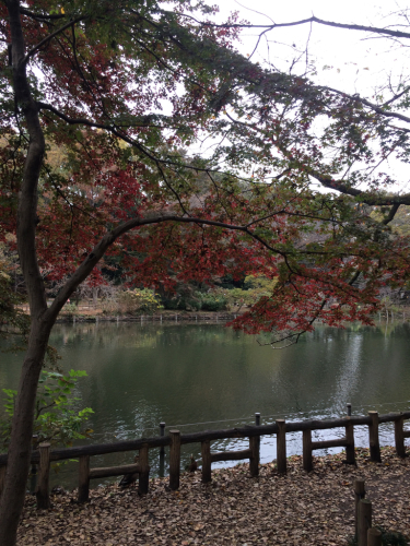 今年も「かいぼり(池の水を抜く作業)」が始まっています。_f0327534_09130957.jpg