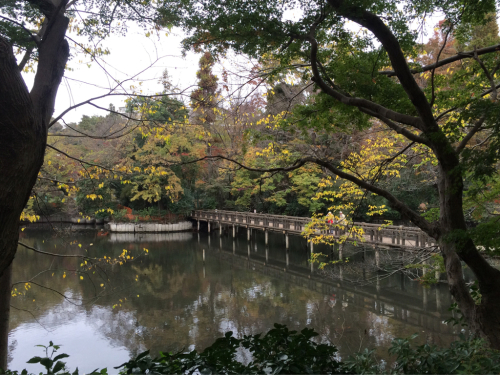 今年も「かいぼり(池の水を抜く作業)」が始まっています。_f0327534_09131024.jpg