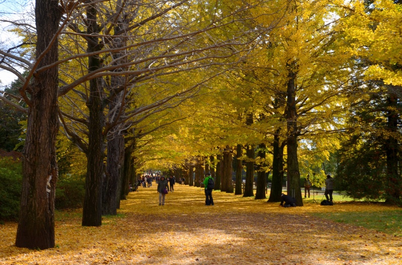 昭和記念公園の銀杏並木_c0220040_22551485.jpg