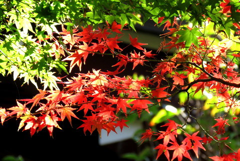 モミジ色づき始め（徳禅寺）_b0154148_14382599.jpg