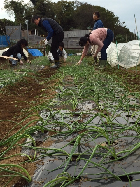 玉葱定植開始します　今日は９００本弱・・飯田＆計５名様のボランティアの方々と_c0222448_13545289.jpg