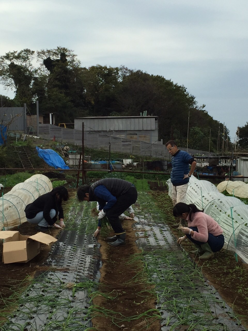 玉葱定植開始します　今日は９００本弱・・飯田＆計５名様のボランティアの方々と_c0222448_13550856.jpg