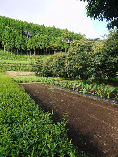 無農薬・無化学肥料の『水源キウイ』好評発売中! 収穫の様子紹介します(2015)_a0254656_18161926.jpg