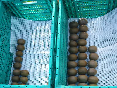 無農薬・無化学肥料の『水源キウイ』好評発売中! 収穫の様子紹介します(2015)_a0254656_1984433.jpg