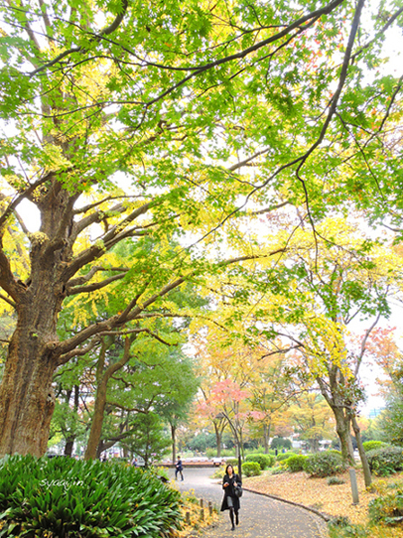 日比谷公園 大イチョウ_d0251161_14000971.jpg