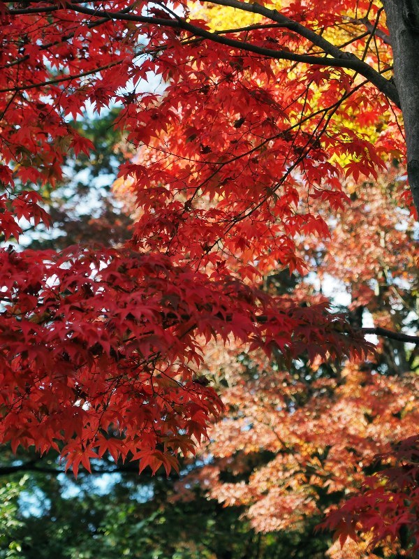 日本庭園の紅葉セカンドシーズン　１_a0330871_08291081.jpg