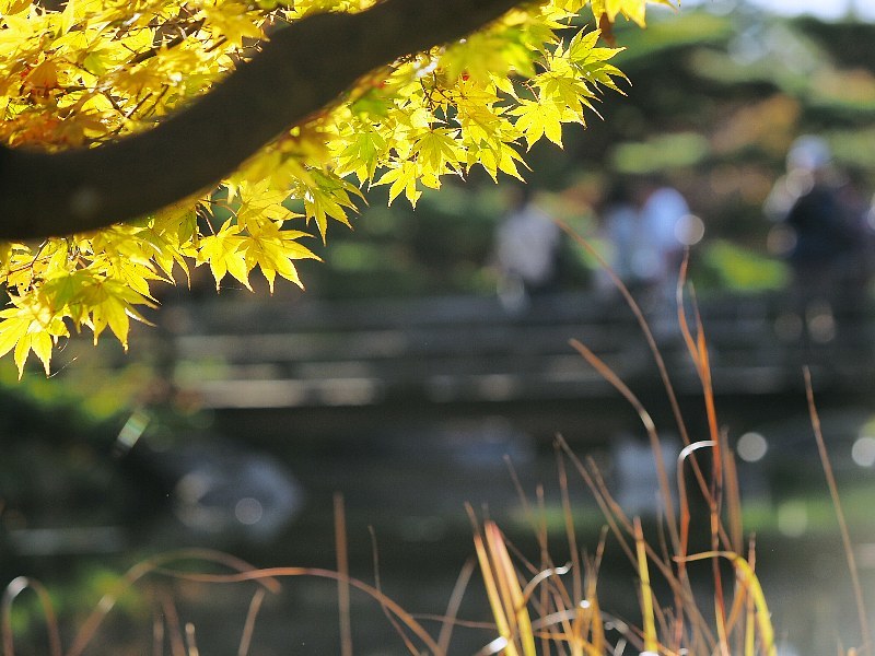 日本庭園の紅葉セカンドシーズン　４_a0330871_11532899.jpg