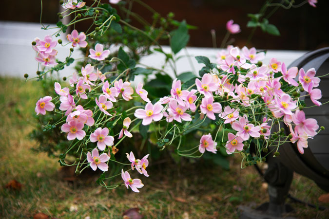 a0263109_192660.jpg