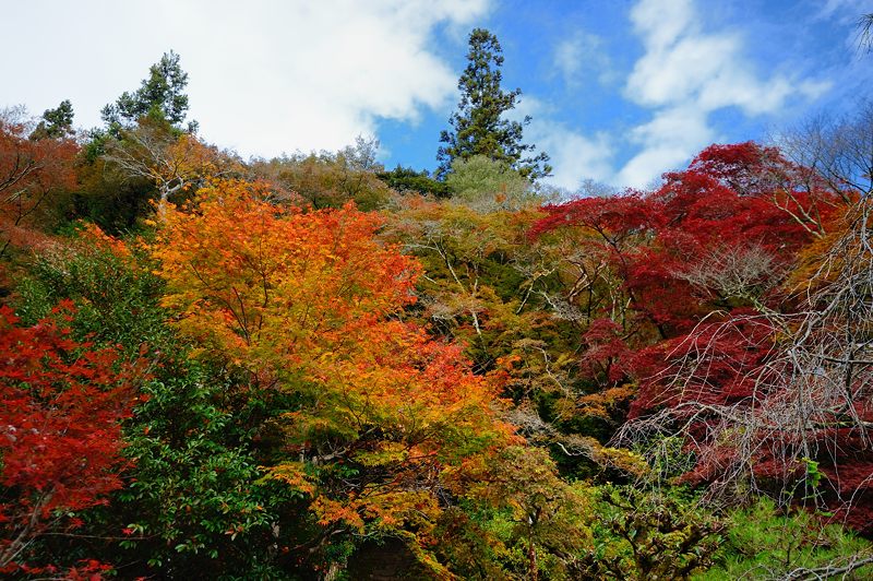 2015京都の紅葉・洛西　金蔵寺_f0032011_1744263.jpg