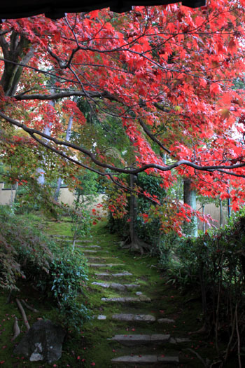 紅葉だより32 栄摂院_e0048413_20444365.jpg