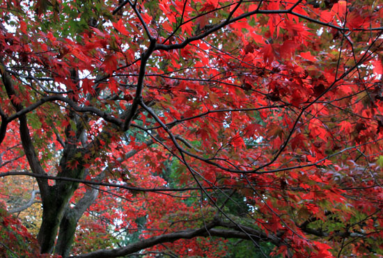 紅葉だより32 栄摂院_e0048413_204542.jpg