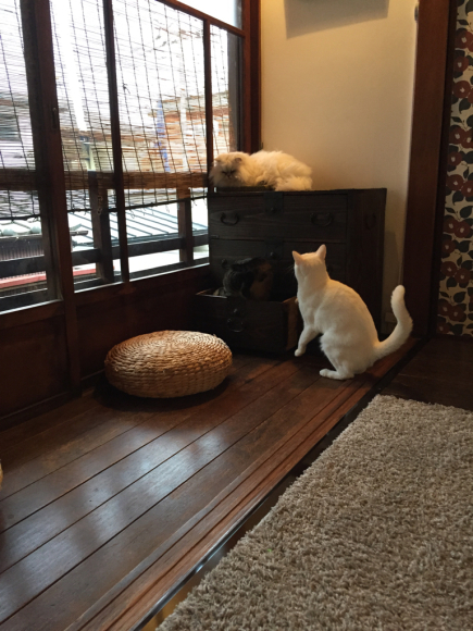 はじめての猫カフェ♪ 築100年の京町家・キャットアパートメントコーヒー_a0336630_01552641.jpg