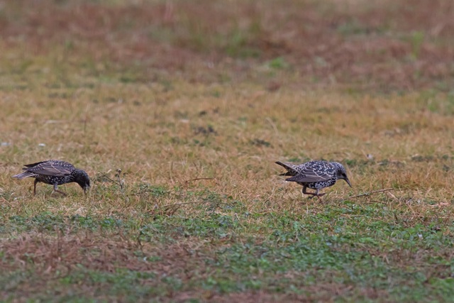 11/14　沈まんばいと一緒に鳥見　（11/23記）_a0080832_23241685.jpg