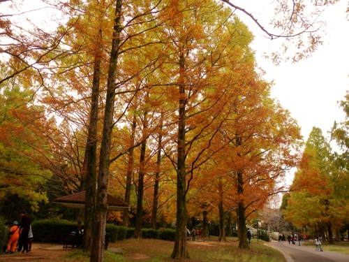 万博記念公園 紅葉 部長の記録 万博記念公園 紅葉 部長の記録