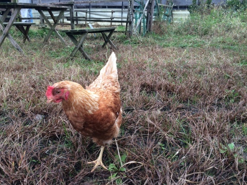 平飼い自然卵歩荷さんへ！_f0335539_18153666.jpg