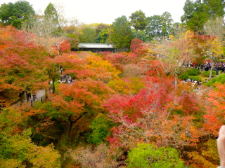 紅葉の東福寺に行っちゃった 泉涌寺もね_b0325640_16275763.jpg