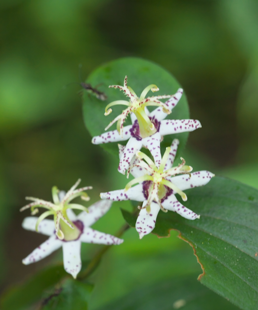 秋の花 ３１　タイワンホトトギス_f0160440_1133690.jpg