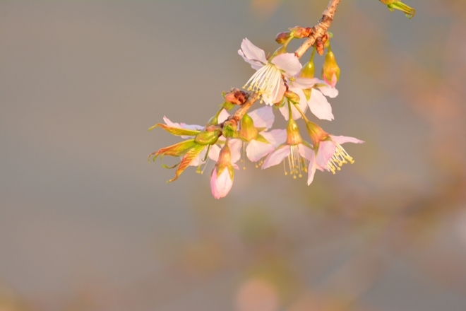 お花見＆再会 ♪_b0178146_12472588.jpg