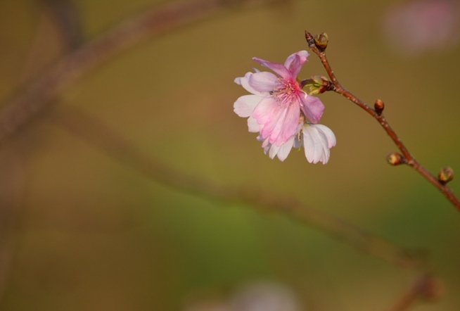 お花見＆再会 ♪_b0178146_12500899.jpg