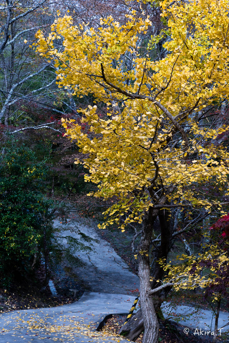 京都・亀岡の紅葉 2015 〜積善寺〜 2_f0152550_1641298.jpg