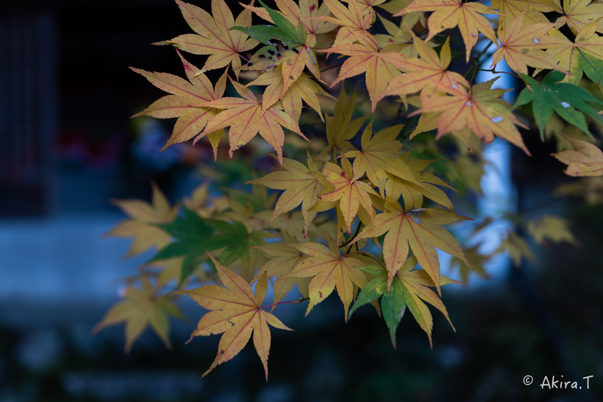 京都・亀岡の紅葉 2015 〜積善寺〜 2_f0152550_16421058.jpg