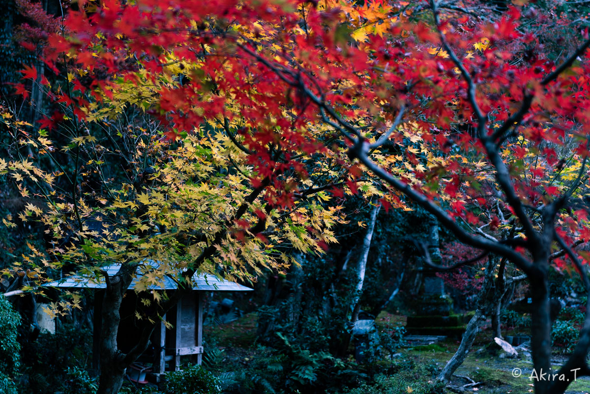 京都・亀岡の紅葉 2015 〜積善寺〜 2_f0152550_16425255.jpg