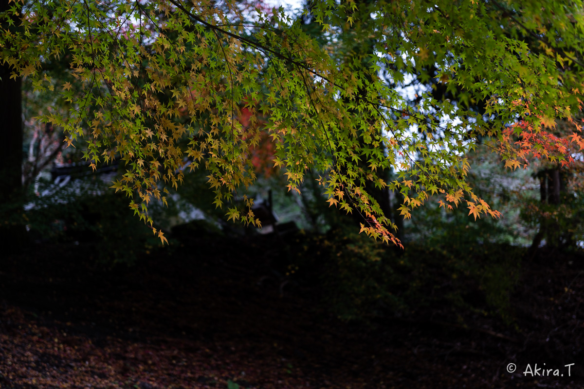 京都・亀岡の紅葉 2015 〜積善寺〜 2_f0152550_16431851.jpg