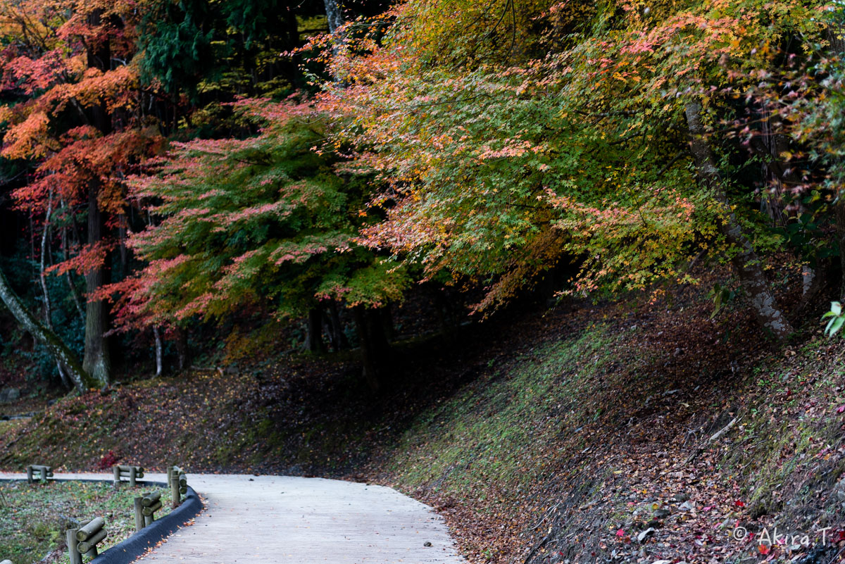 京都・亀岡の紅葉 2015 〜積善寺〜 2_f0152550_16435711.jpg