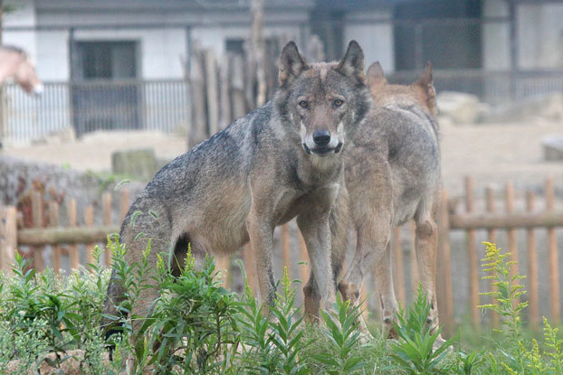 メイン放飼場のオオカミたち～帰宅の時間_e0294253_12244096.jpg