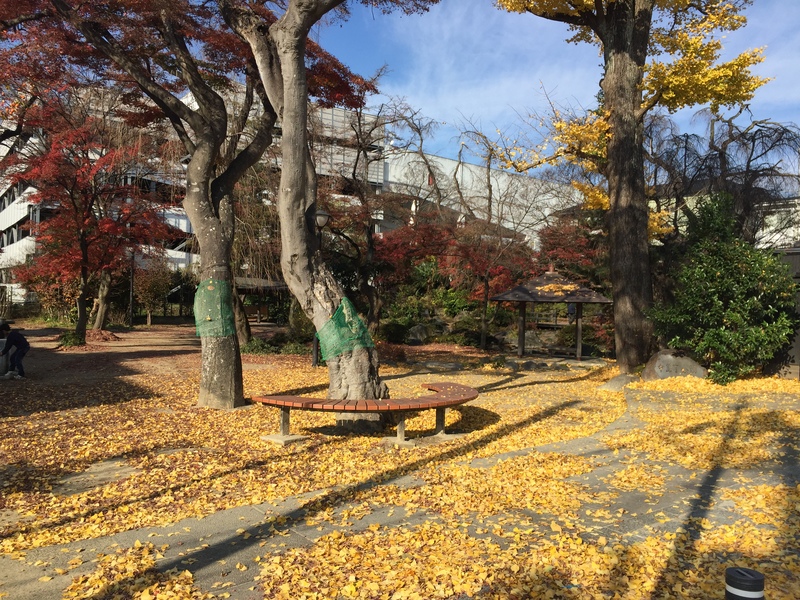 共病記(17):医療における「既知の知」「無知の知」「無知の無知」そして「既知の無知」_a0119856_111222.jpg