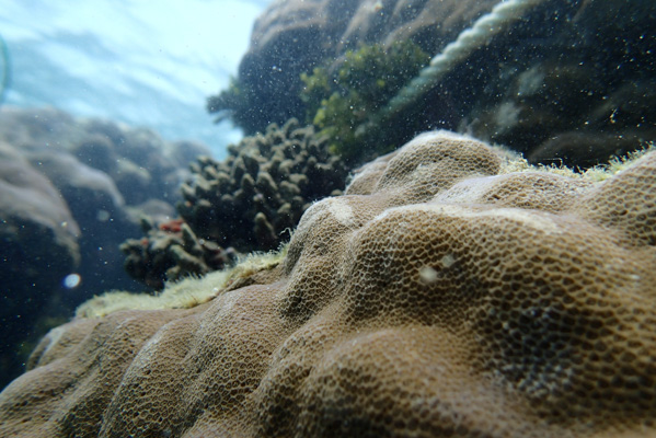喜界島にいっていました。_b0135657_16324314.jpg