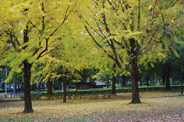 駒込／王子／赤塚公園　　三叉路の12体_c0080357_2072367.jpg